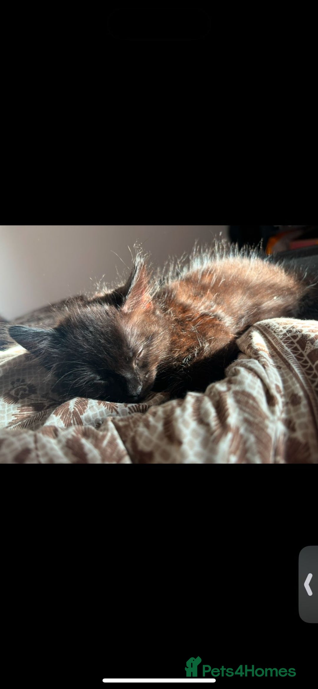 Mixed Breed cats for sale: 7 all black kittens - Image 25
