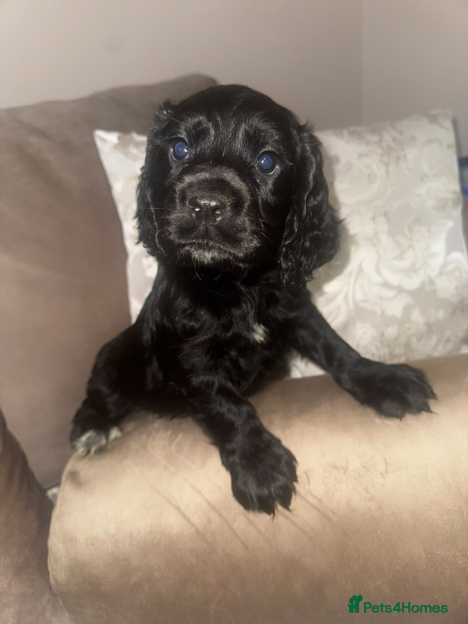 Cocker Spaniel dogs Cocker spaniel  - Advert 2