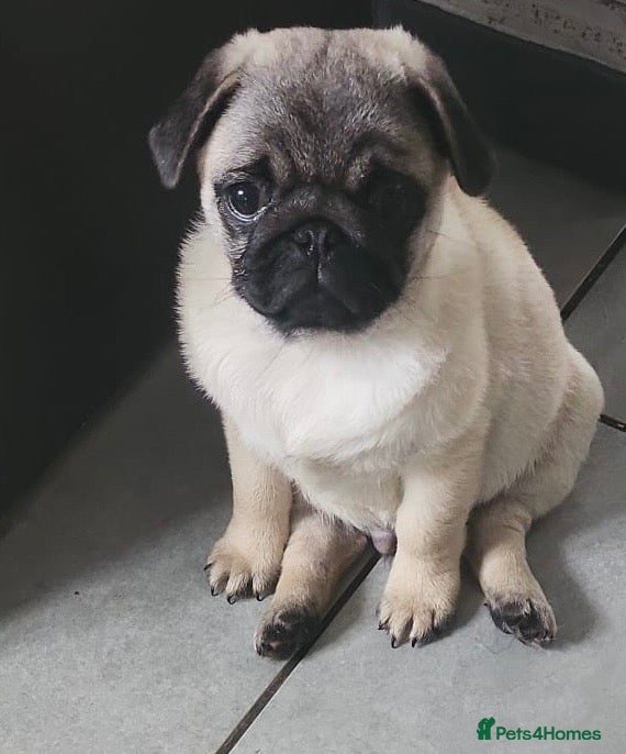 Pug dogs Beautiful Male Pug Puppy - Advert 1