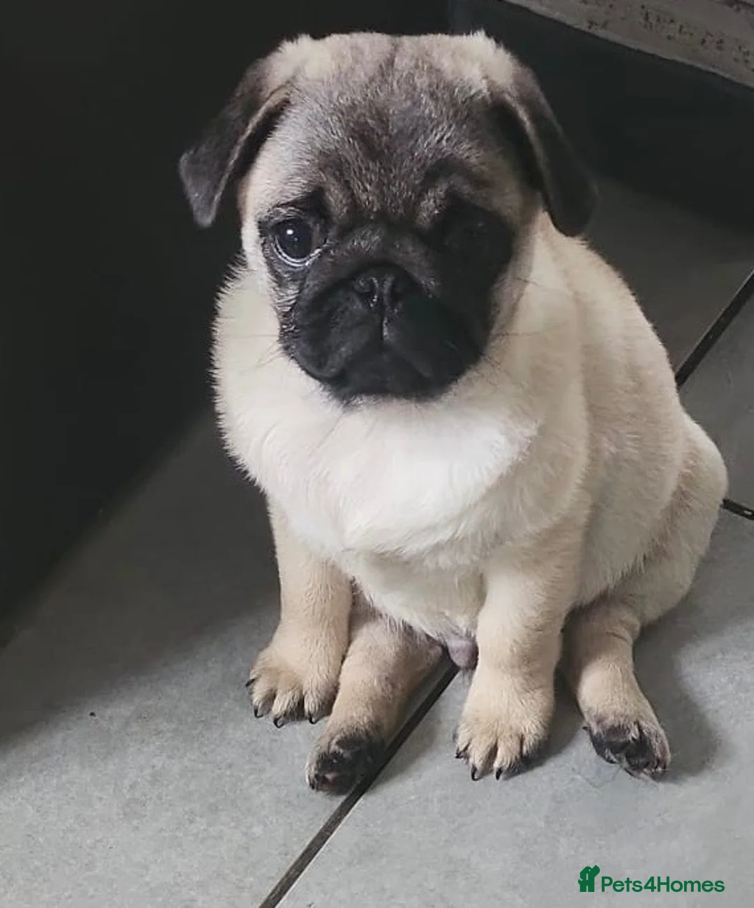 Pug dogs for sale: Beautiful Male Pug Puppy - Advert 1