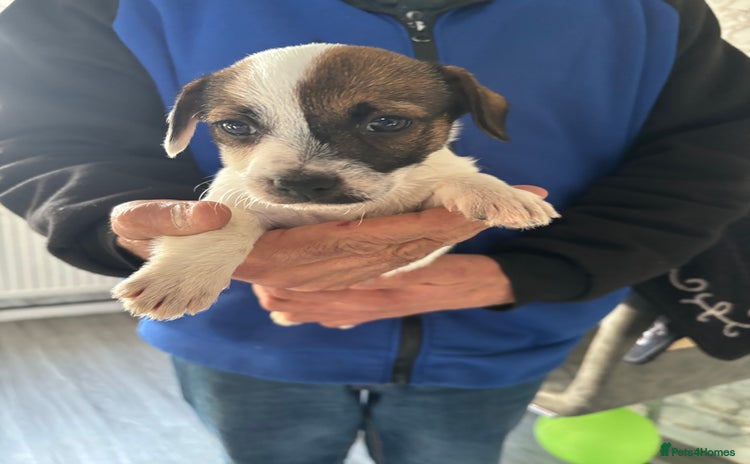 Jack Russell dogs 1 stunning Jack Russell girl  - Advert 10