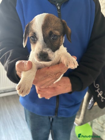 Jack Russell dogs 1 stunning Jack Russell girl - Advert 10