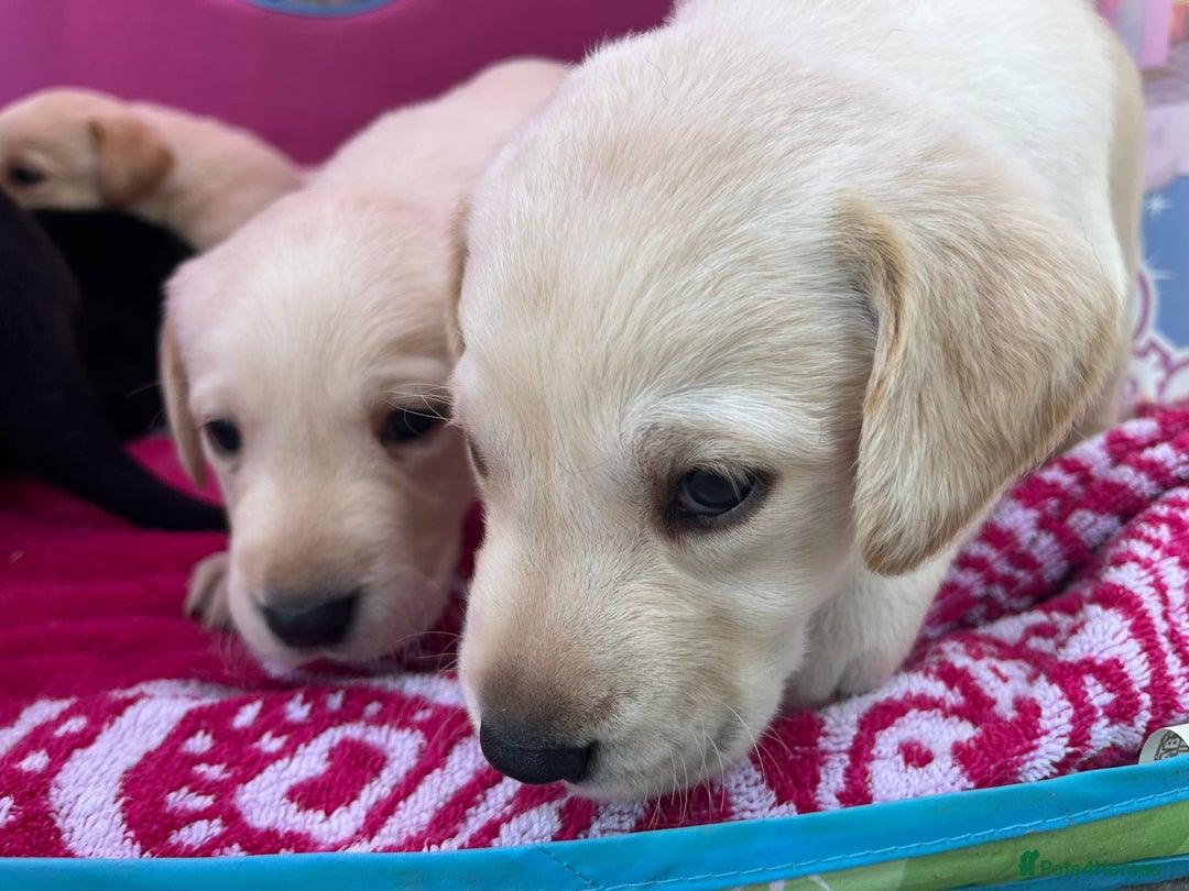 Labrador Retriever dogs for sale: Labrador puppies  - Image 8