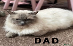 Ragdoll cats for sale: Affectionate, Cuddly, Playful Kittens - Image 36