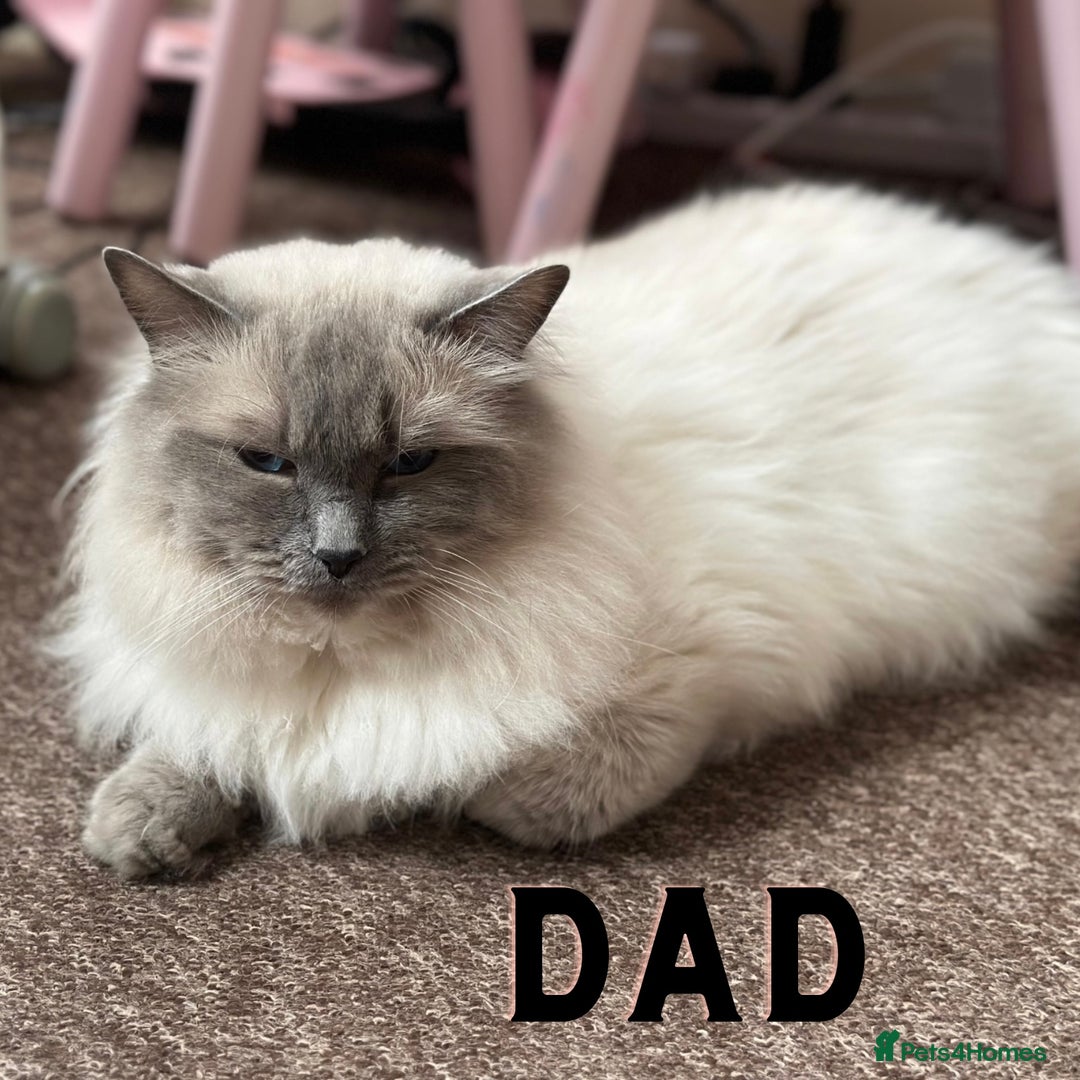 Ragdoll cats for sale: Affectionate, Cuddly, Playful Kittens - Image 36