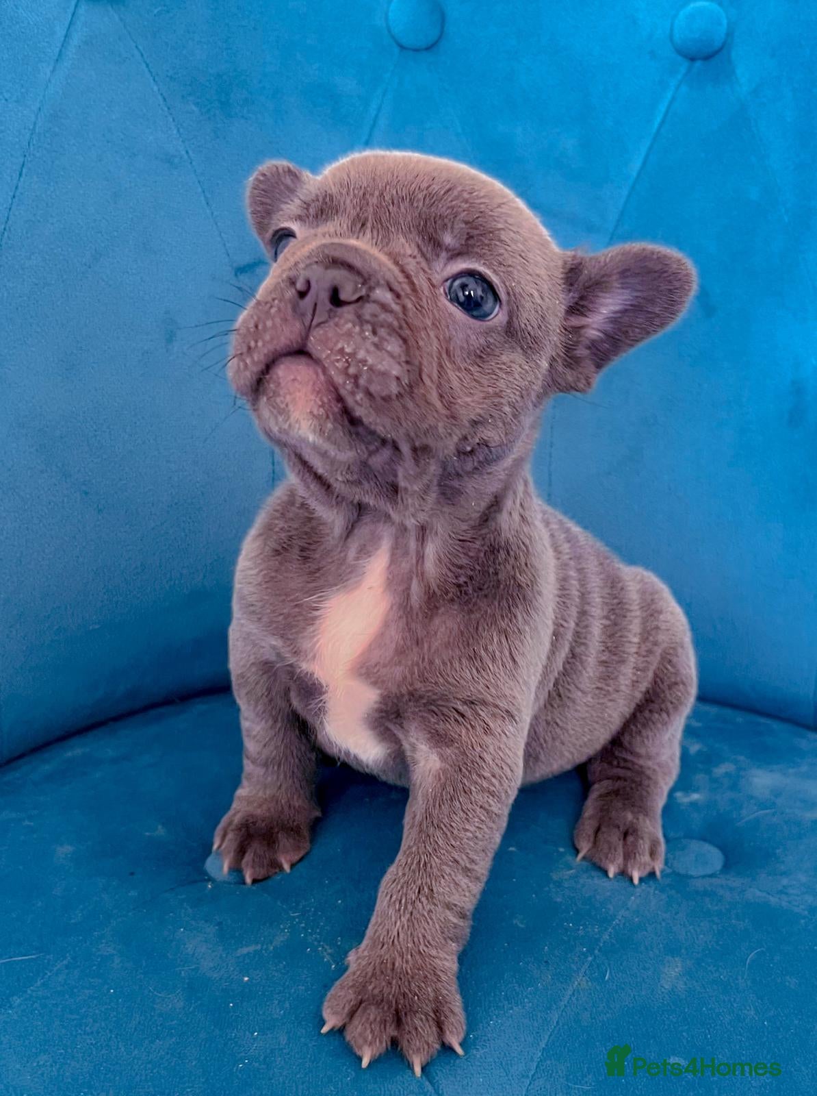 French Bulldog dogs 🐶ADORABLE PUPPIES🐶 - Advert 2