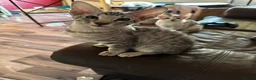 Mixed Breed cats for sale: CROSSED PETERBALD ✅✅✅ - Advert 21