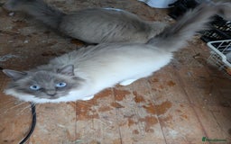 Ragdoll cats for sale: Ragdoll Breeding females - Advert 2