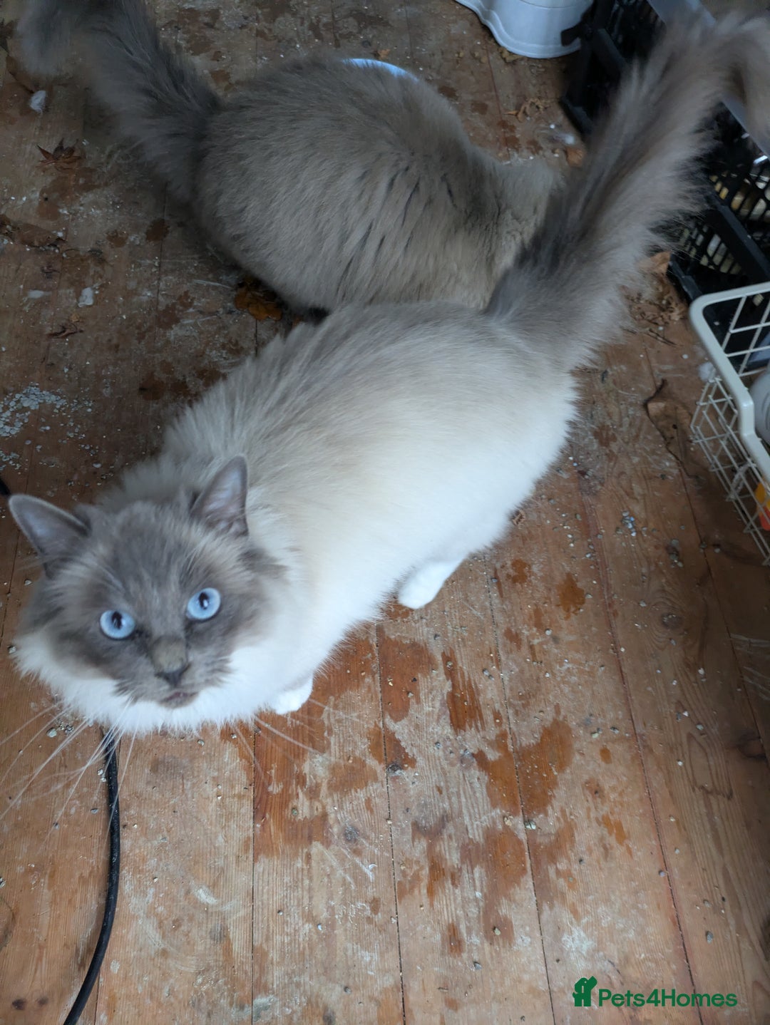 Ragdoll cats for sale: Ragdoll Breeding females - Advert 2