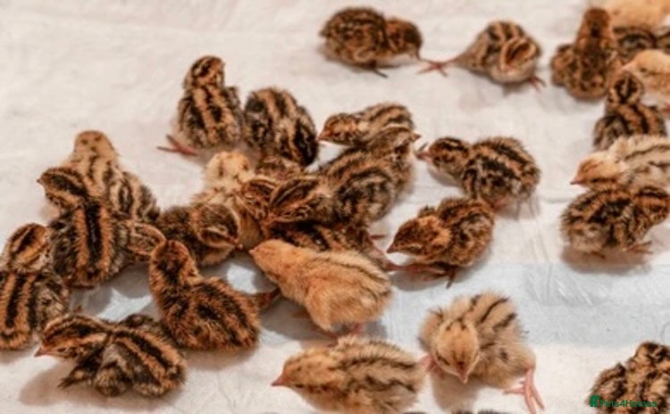 Quail poultry - Advert 3