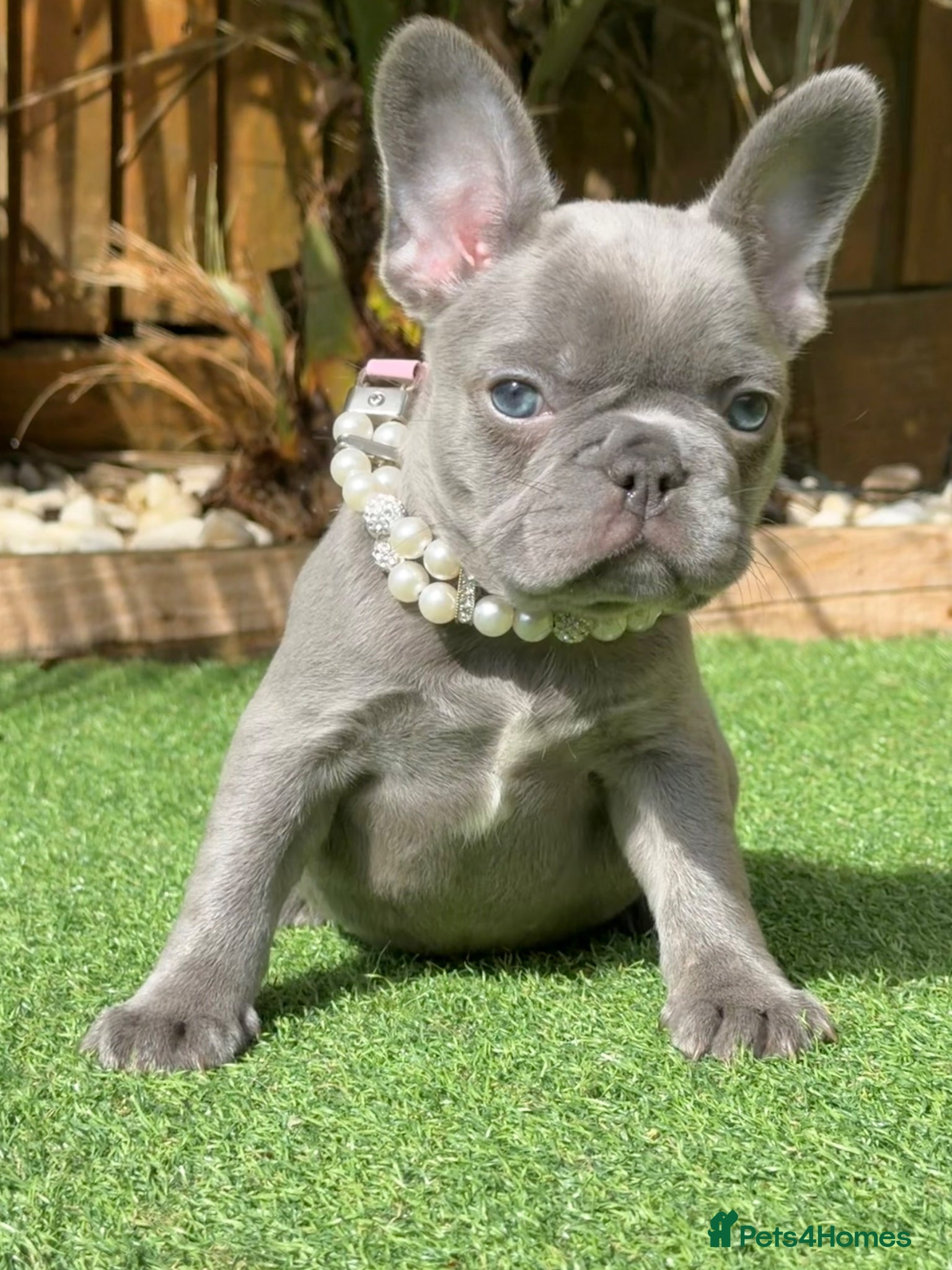 French Bulldog dogs French bulldog puppies  - Advert 13