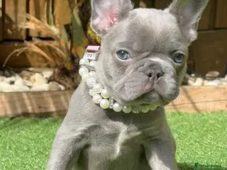 French Bulldog dogs French bulldog puppies - Advert 13