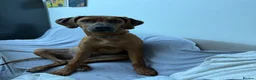 Rhodesian Ridgeback dogs for sale: Beautiful Boy 6 months Pure breed in London - Advert 5