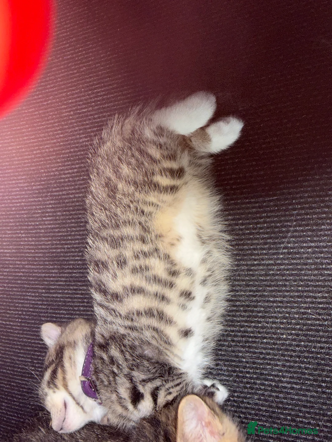 British Shorthair cats for sale: UNIQUE BRITISH SHORT HAIRS  - Advert 10