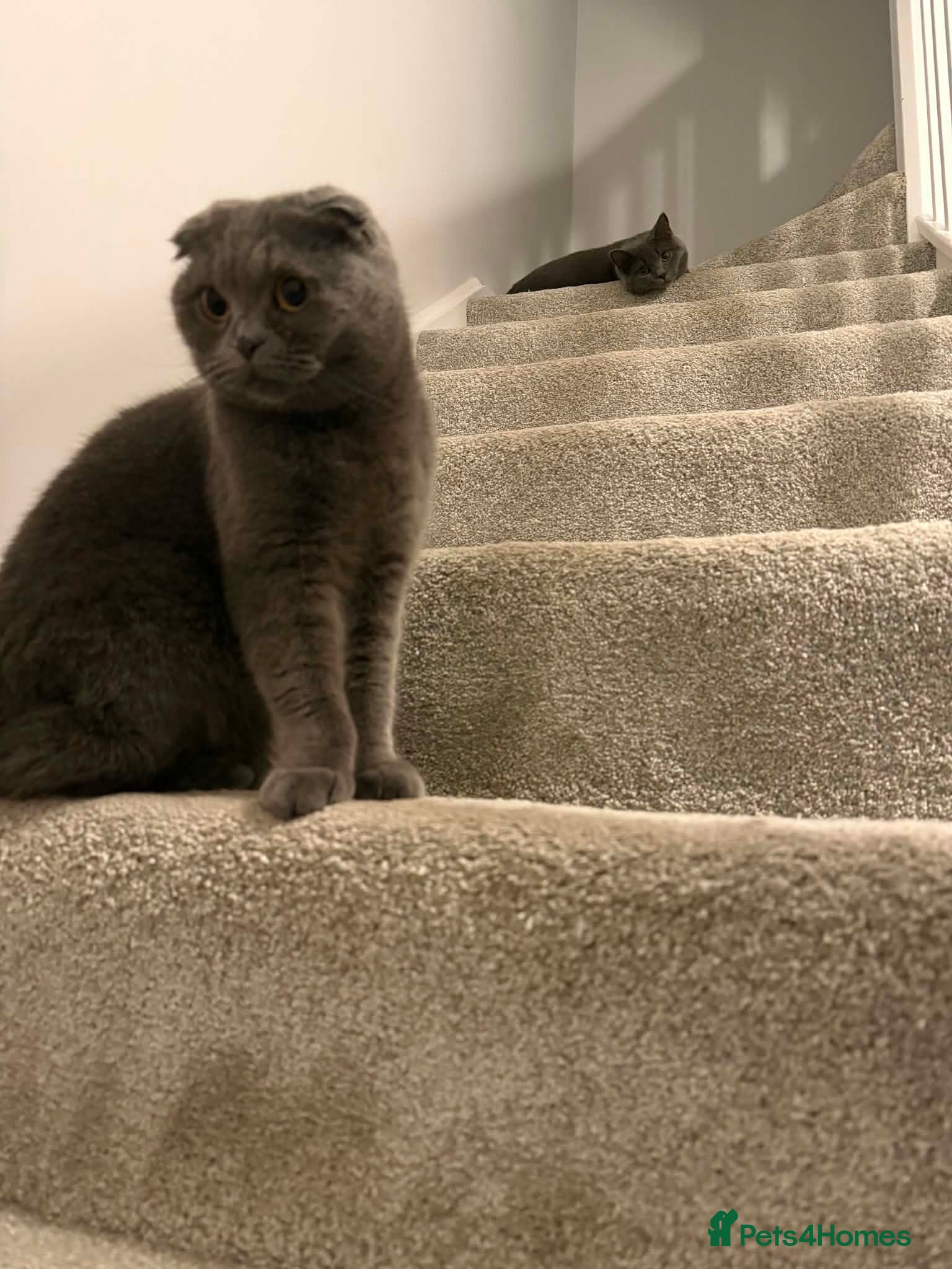 British Shorthair cats British shorthair READY FOR NEW HOMH - Advert 1
