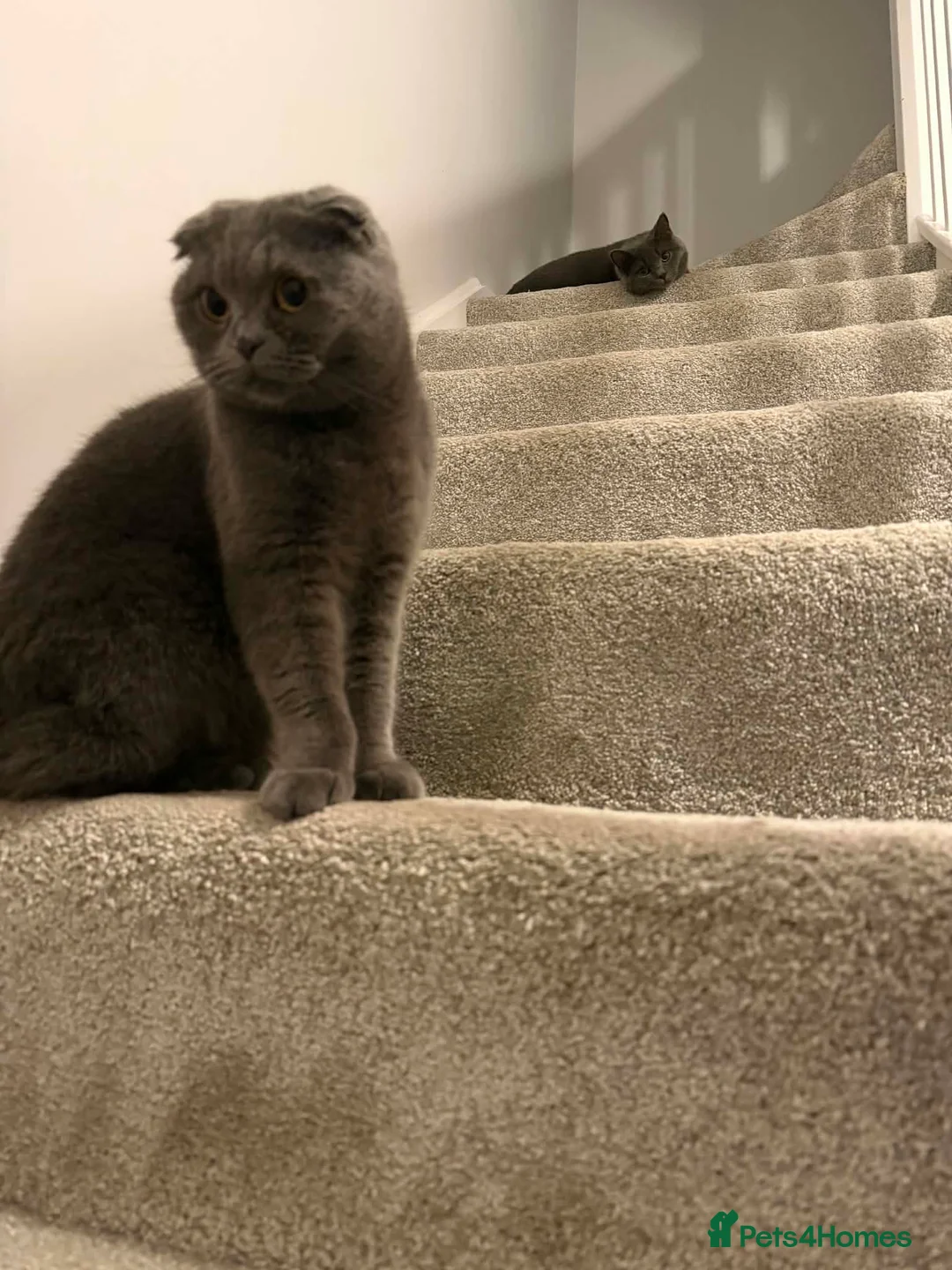 British Shorthair cats for sale: British shorthair READY FOR NEW HOMH - Advert 1