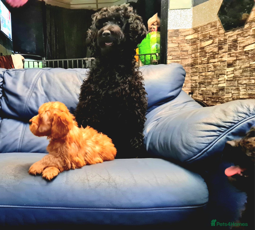 Cockapoo dogs for sale: READY TO LEAVE 4TH OF DECEMBER - Advert 6