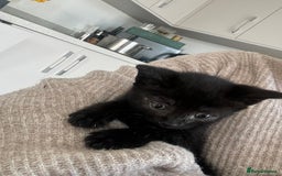 Mixed Breed cats for sale: Beautiful Domestic Shorthair Kittens grey / black - Image 15