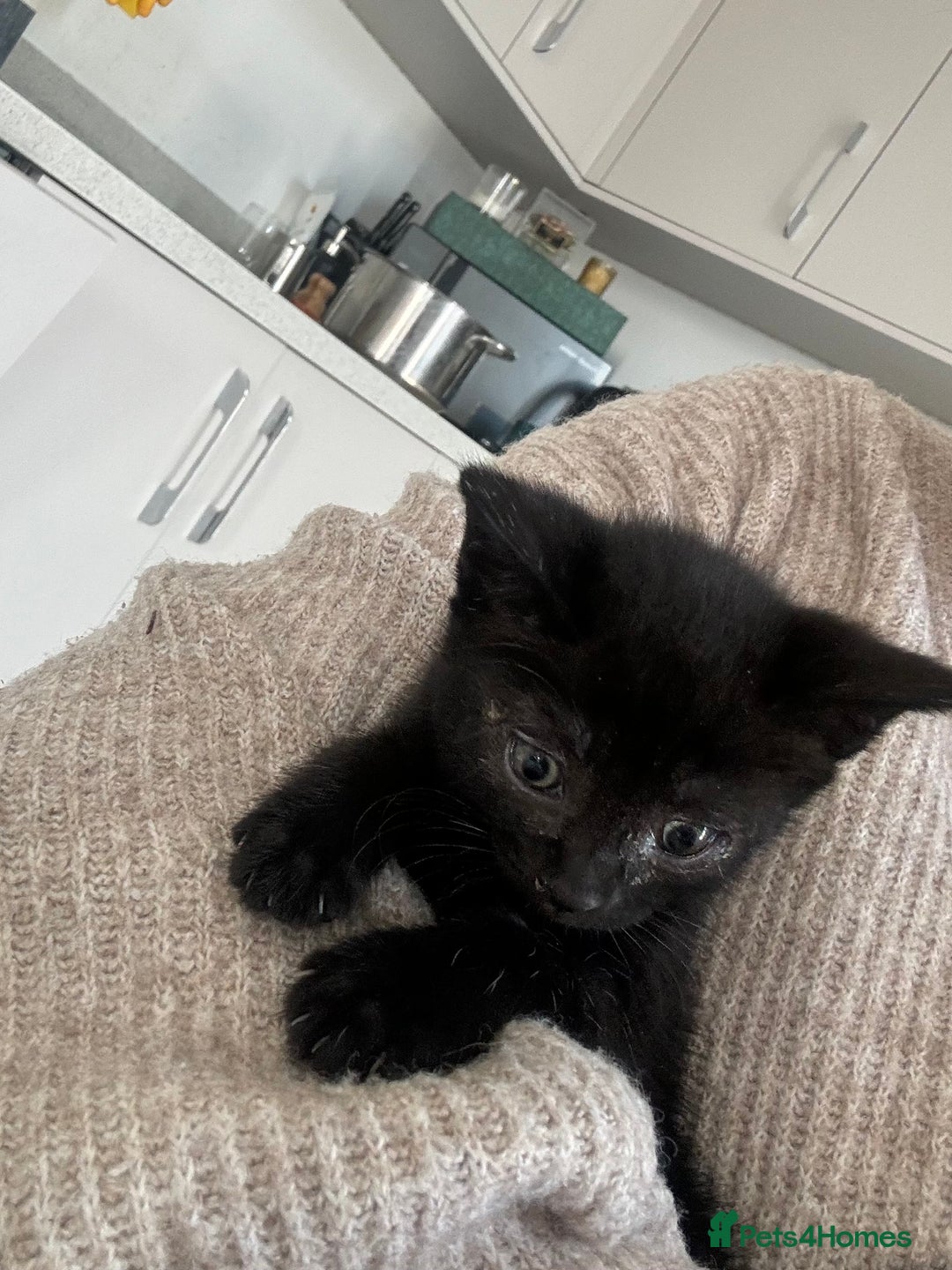 Mixed Breed cats for sale: Beautiful Domestic Shorthair Kittens grey / black - Image 15