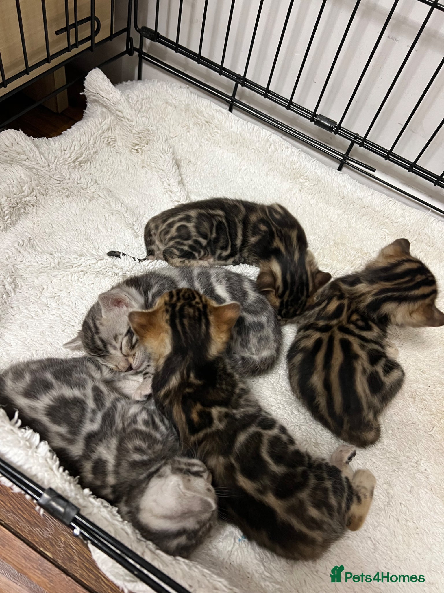 Bengal cats Bengal kittens  - Advert 8