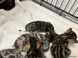 Bengal cats Bengal kittens - Advert 8