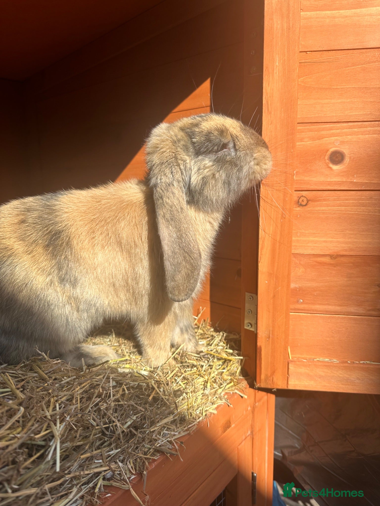 Mini Lop rabbits Beautiful Mini Lop  - Advert 1