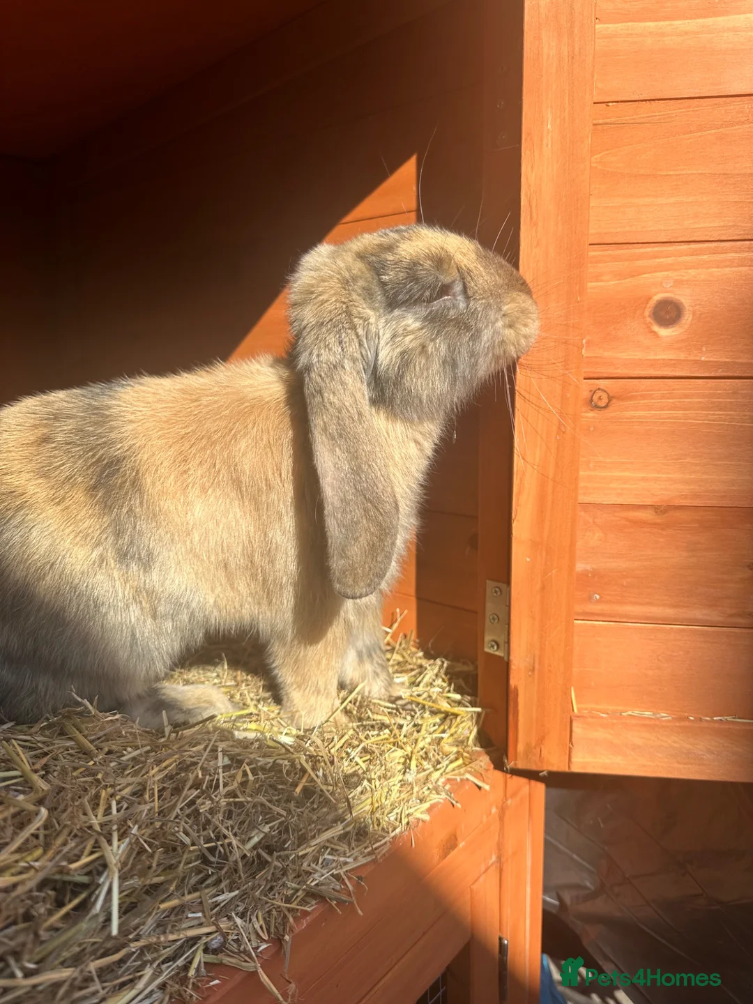 Mini Lop rabbits for sale: Beautiful Mini Lop  - Advert 1