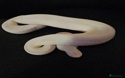 Python Snake reptiles for sale: CB25 Blue eyed leucistic Royal Python. - Image 2