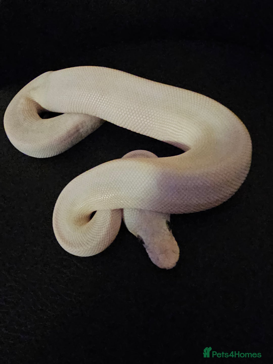Python Snake reptiles for sale: CB25 Blue eyed leucistic Royal Python. - Image 2