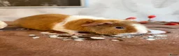 Guinea Pig rodents for sale: Beautiful pure Teddy guinea pigs  - Advert 7