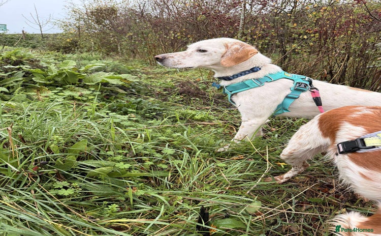 Mixed Breed dogs JONNY - Advert 5