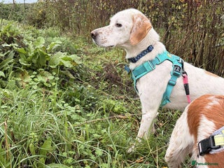 Mixed Breed dogs JONNY - Advert 17