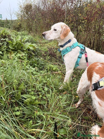 Mixed Breed dogs JONNY - Advert 12