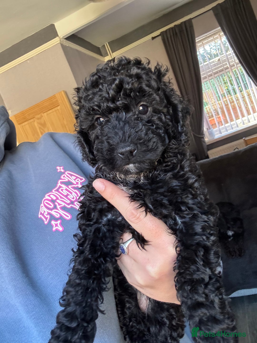 Cockapoo dogs for sale: Cockapoo puppies - Image 1