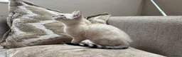 Bengal cats for sale: Stunning TICA Registered Snow Lynx Bengal Kittens - Advert 18