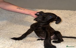 Cane Corso dogs for sale: Beautiful Litter Of Cane Corso Puppys - Image 16