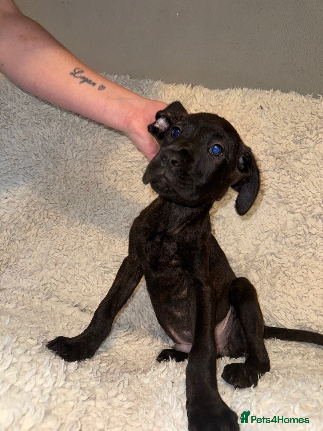 Cane Corso dogs for sale: Beautiful Litter Of Cane Corso Puppys - Image 16