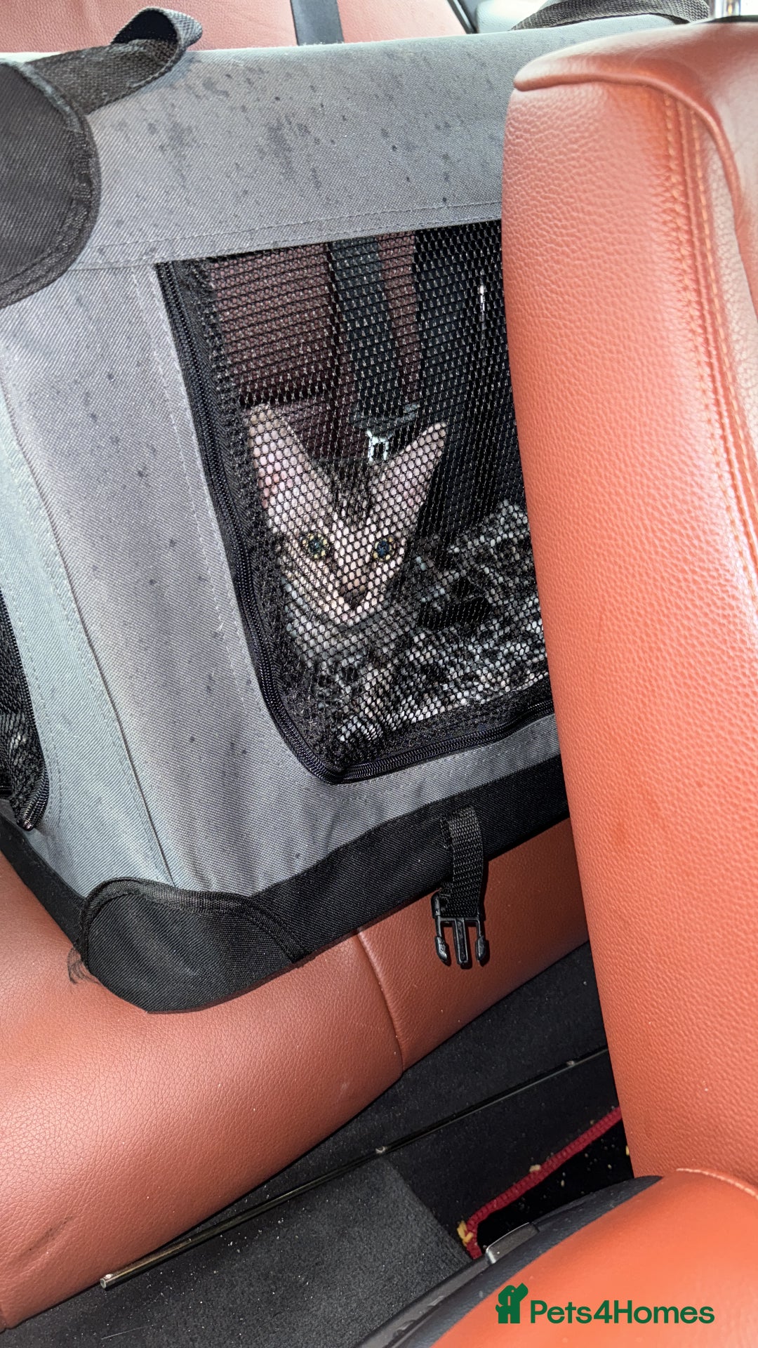 Bengal cats for sale: Silver rosetted Bengal🐆 - Image 18