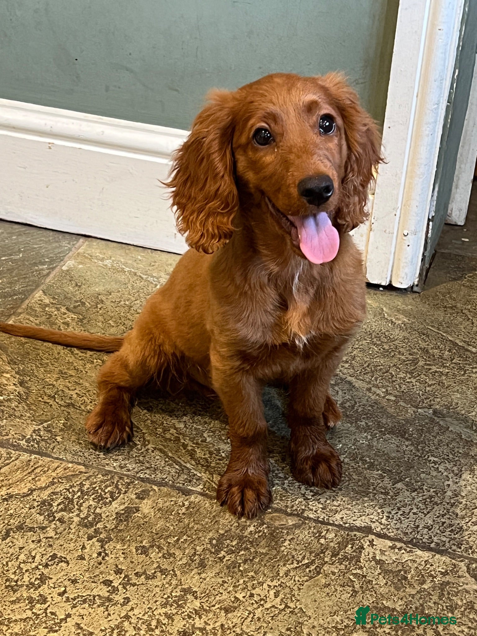 Cockapoo dogs F2 male puppy  - Advert 1