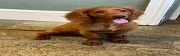 Cockapoo dogs for sale: F2 male puppy  - Advert 1