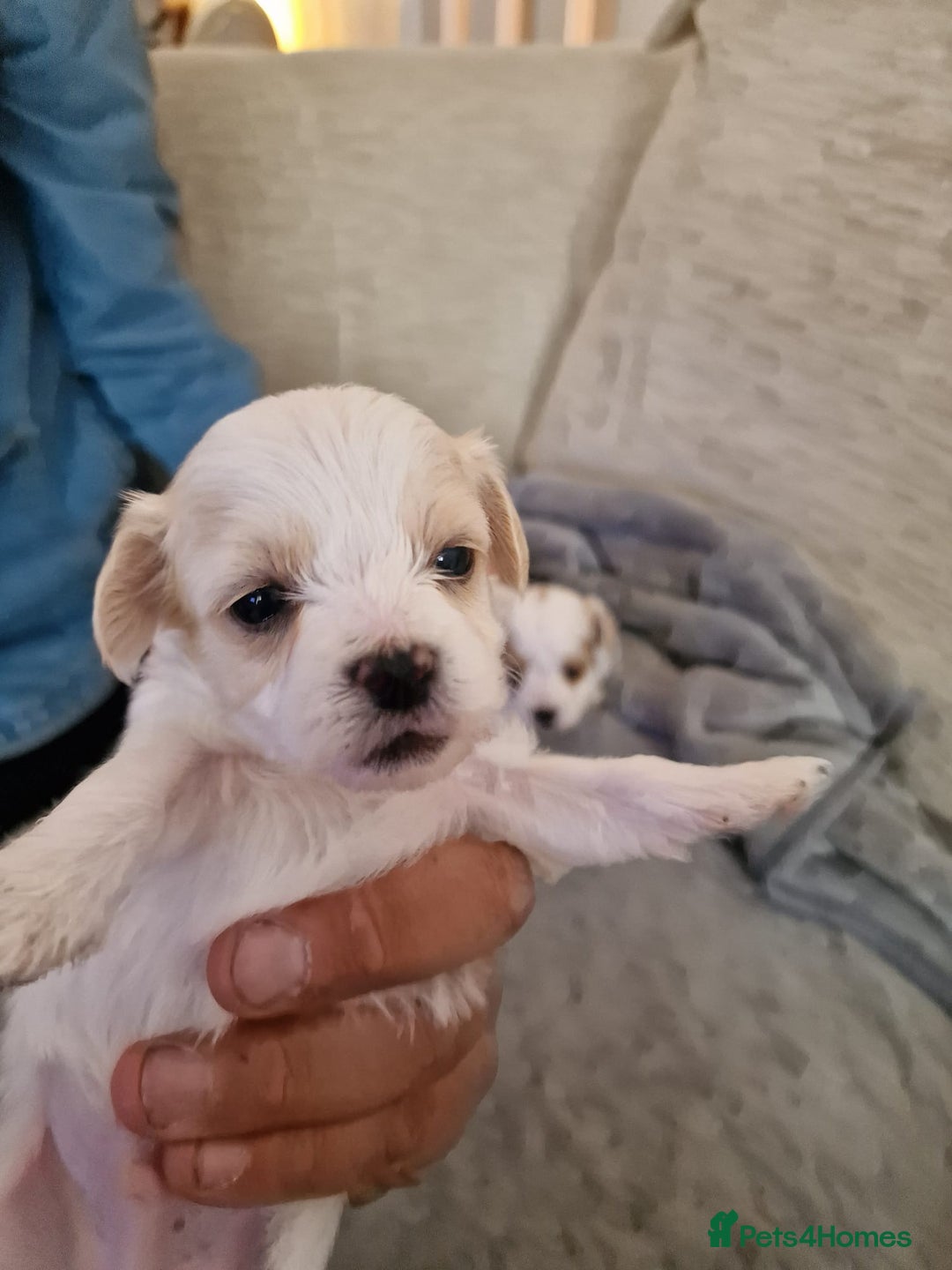 Maltipoo dogs for sale: Minnies maltipoos  - Image 8