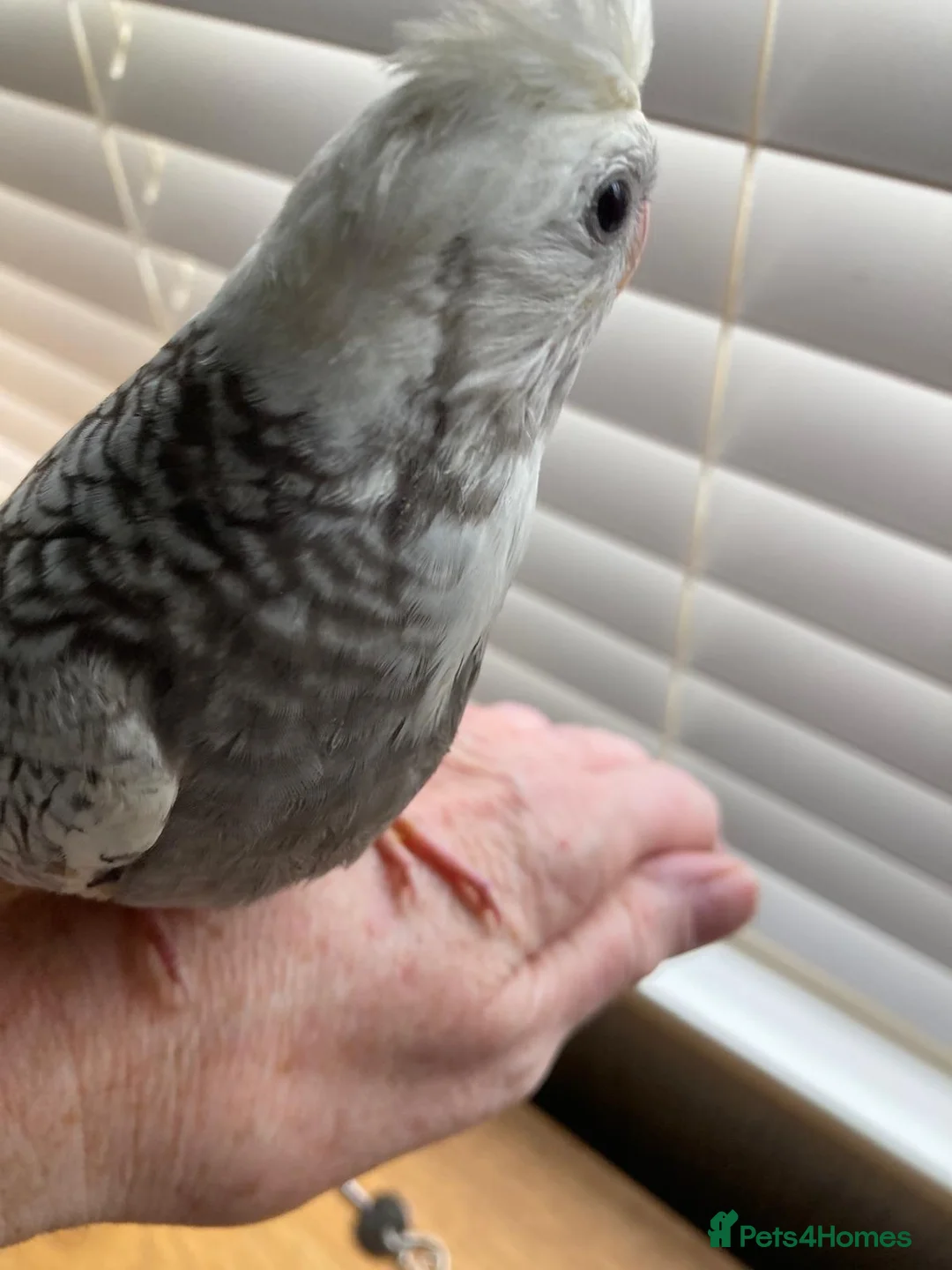 Cockatiels birds for sale: Hand reared and tamed baby cockatiels  - Advert 7