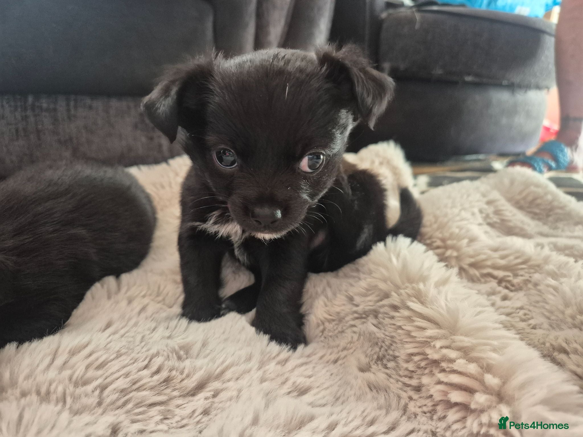 Chihuahua dogs Beautiful long haired black chihuahua puppies - Advert 1