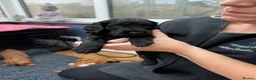 Cockapoo dogs for sale: A gorgeous litter of cockapoos 2 red and 1 black  - Advert 16