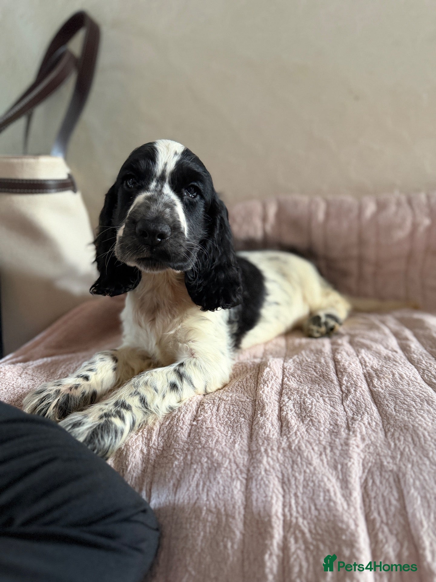 Cocker Spaniel dogs KC rare Ticked Show type cocker Spaniel READY NOW  - Advert 1