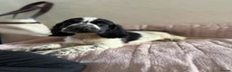 Cocker Spaniel dogs for sale: KC Ticked Show type cocker Spaniel READY NOW  - Advert 22
