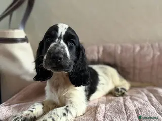 Cocker Spaniel dogs KC rare Ticked Show type cocker Spaniel READY NOW - Advert 1
