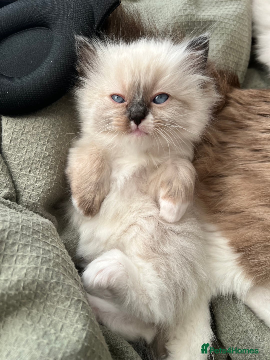 Ragdoll cats for sale: Fluffy Ragdoll Sisters - Advert 5