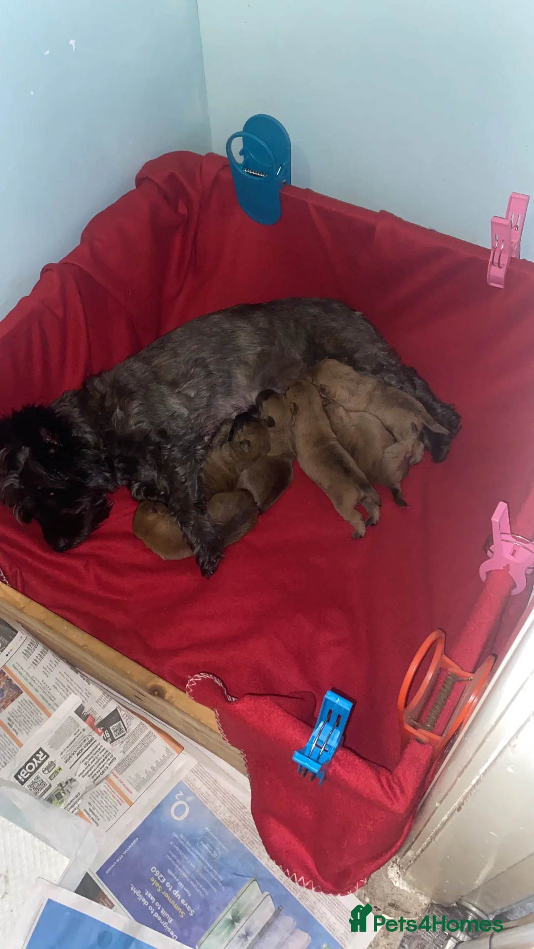 Cairn Terrier dogs for sale: Beautiful cairn terrier puppies in Retford - Advert 1