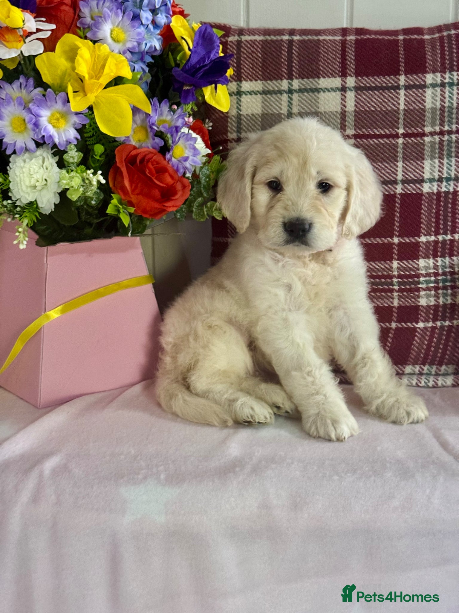 Goldendoodle dogs for sale: 1 boy left teddy bear like mini Goldendoodles  - Advert 10